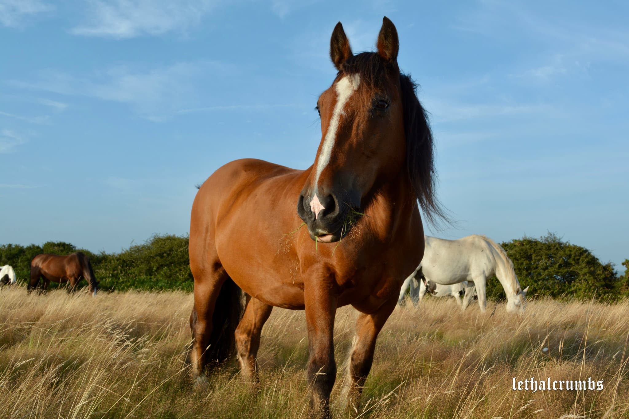FIELDS | GULLIVER