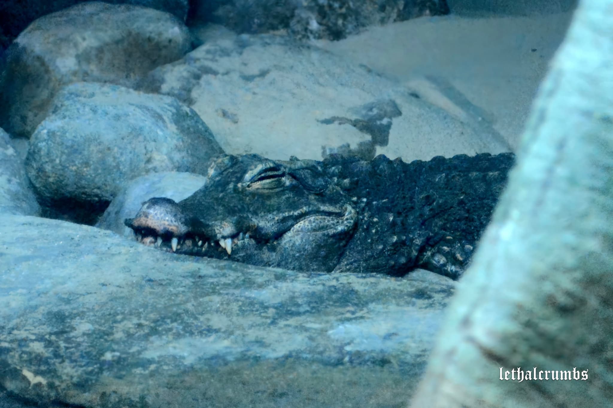 Sea Life London | African Dwarf Crocodile