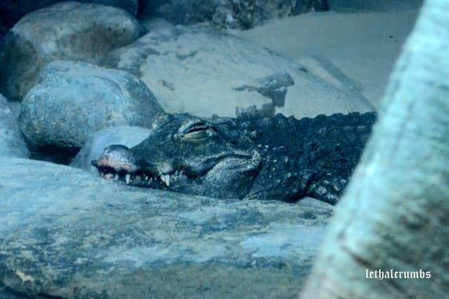 Sea Life London | African Dwarf Crocodile
