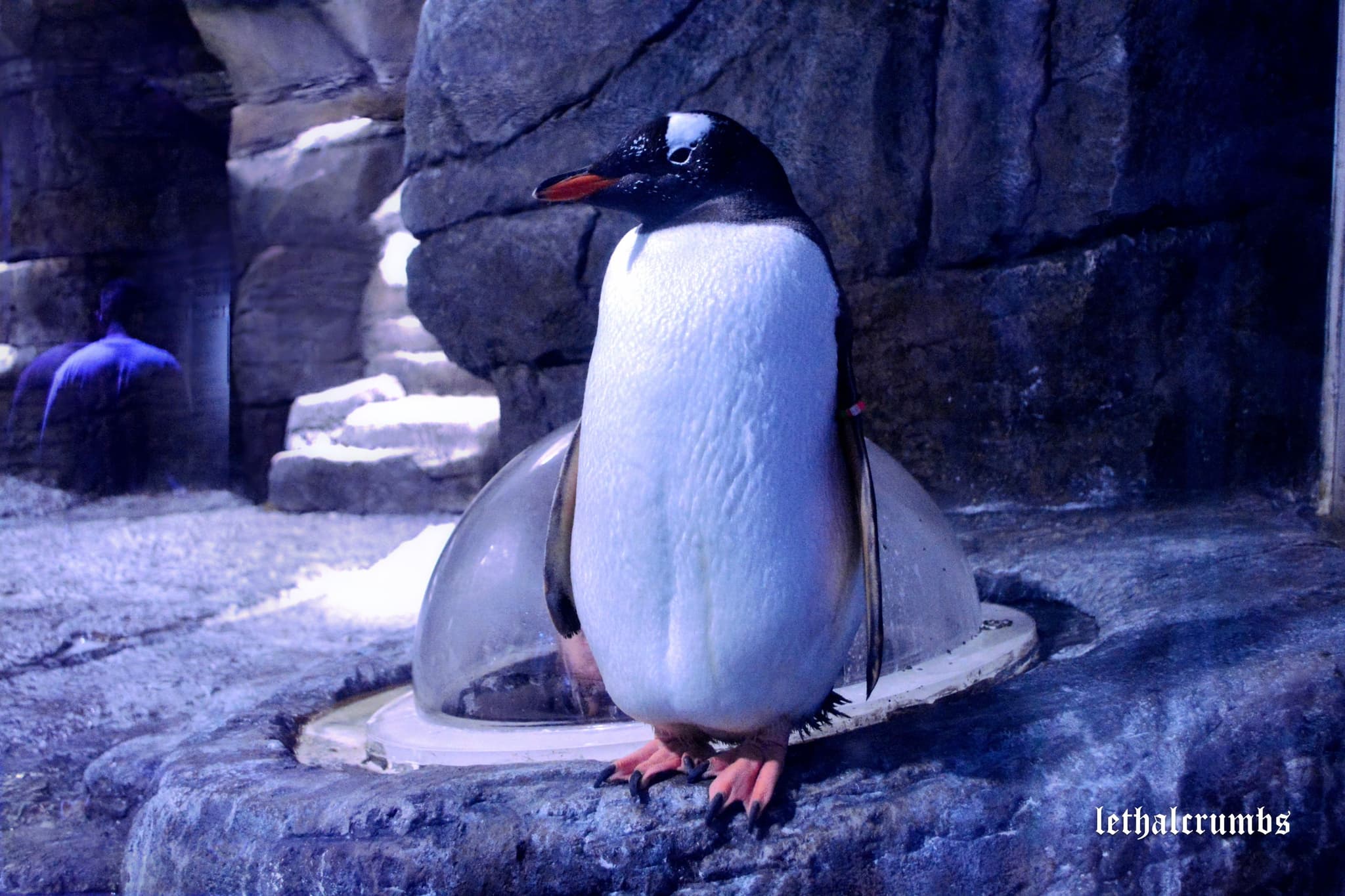 Sea Life London | Penguin