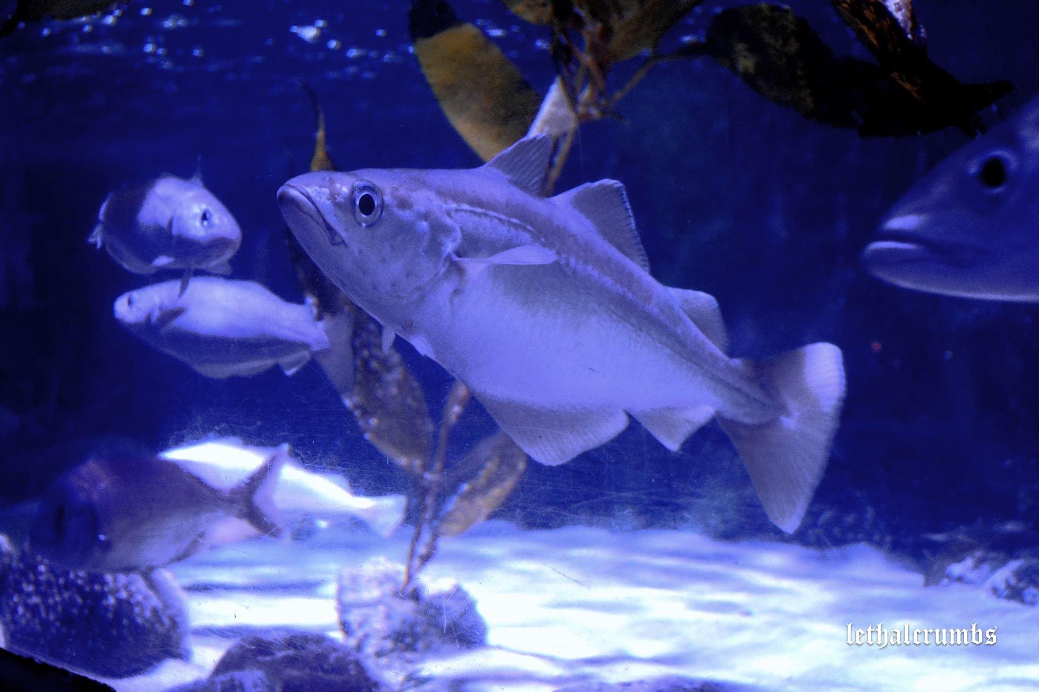 Sea Life London | Fish