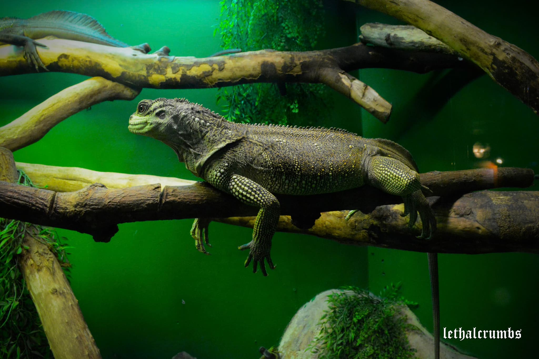 Newquay Aquarium | Reptile