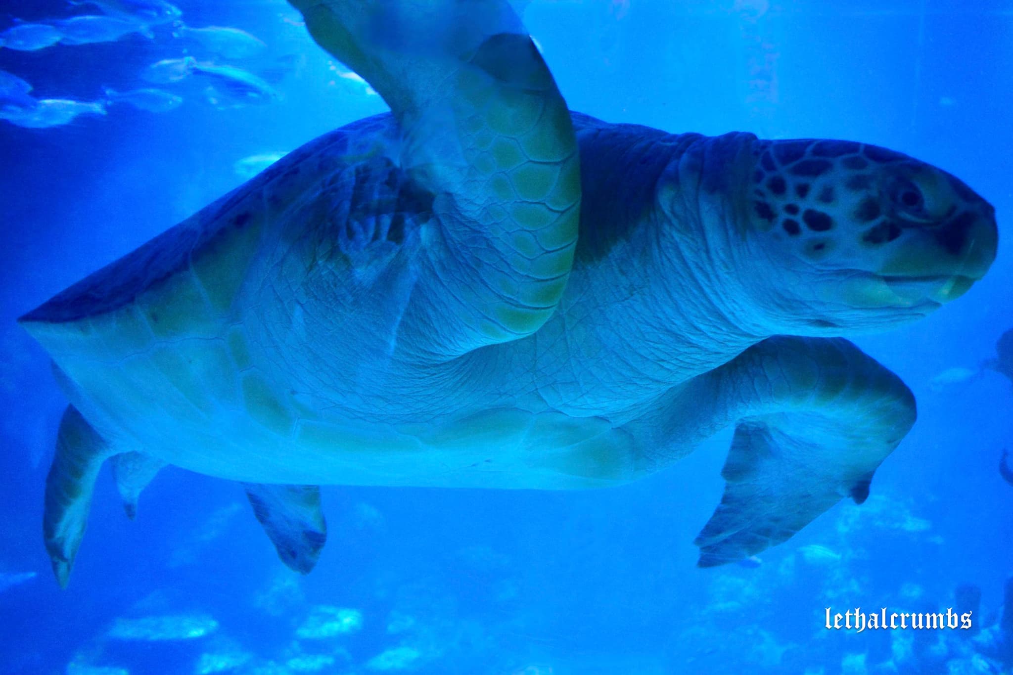 Sea Life London | Turtle