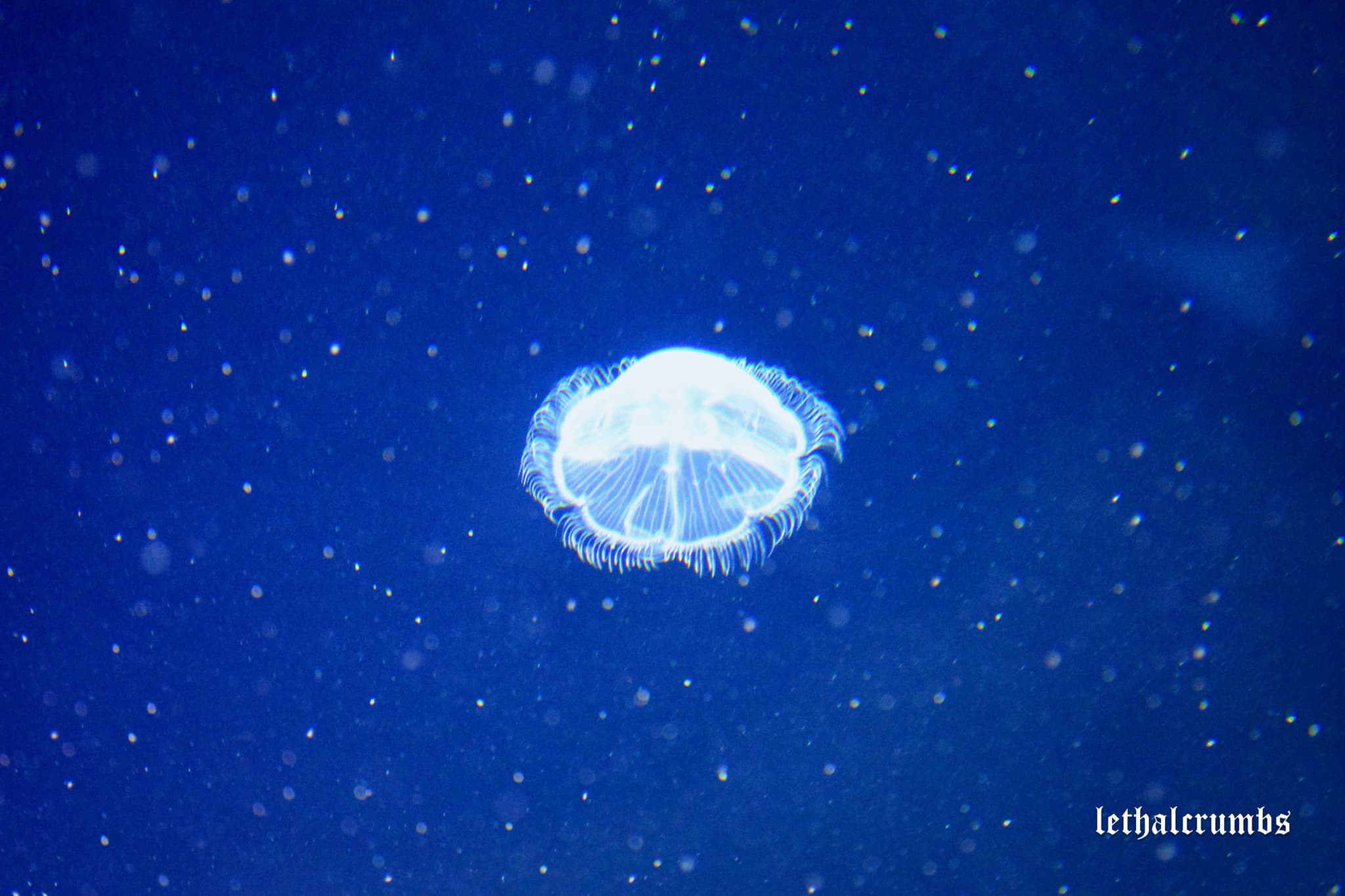 Sea Life London | Jellyfish 1