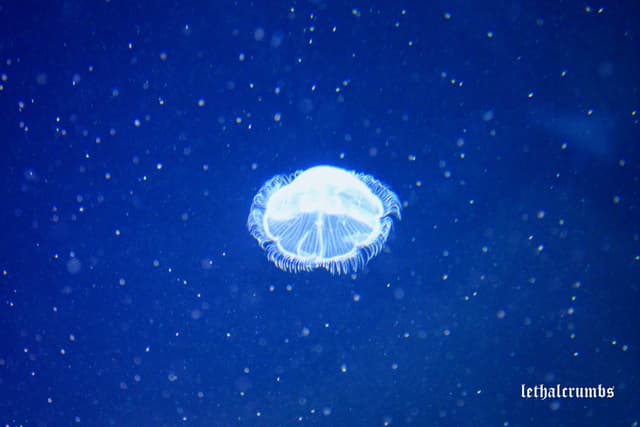 Sea Life London | Jellyfish 1