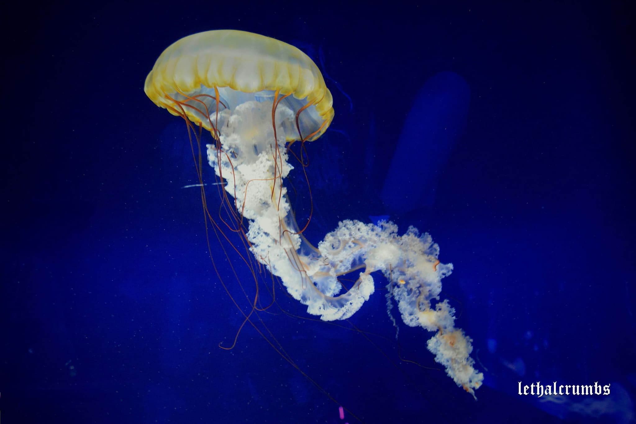 Sea Life London | Jellyfish 3