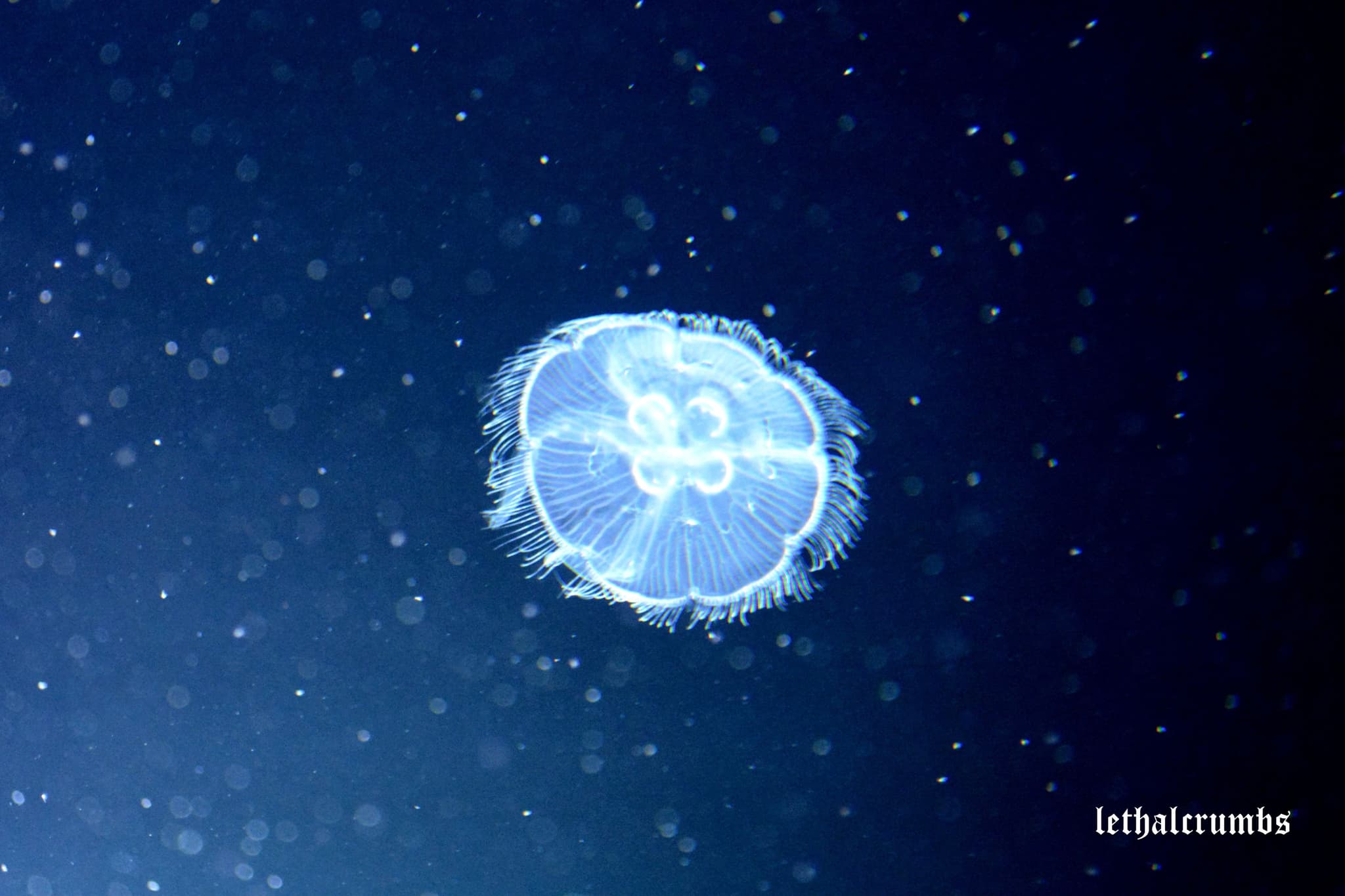 Sea Life London | Jellyfish 2