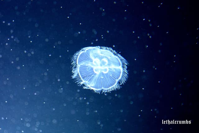 Sea Life London | Jellyfish 2