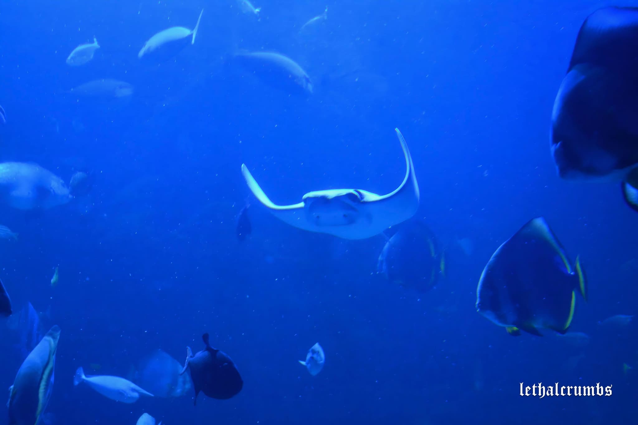 Sea Life London | Ray