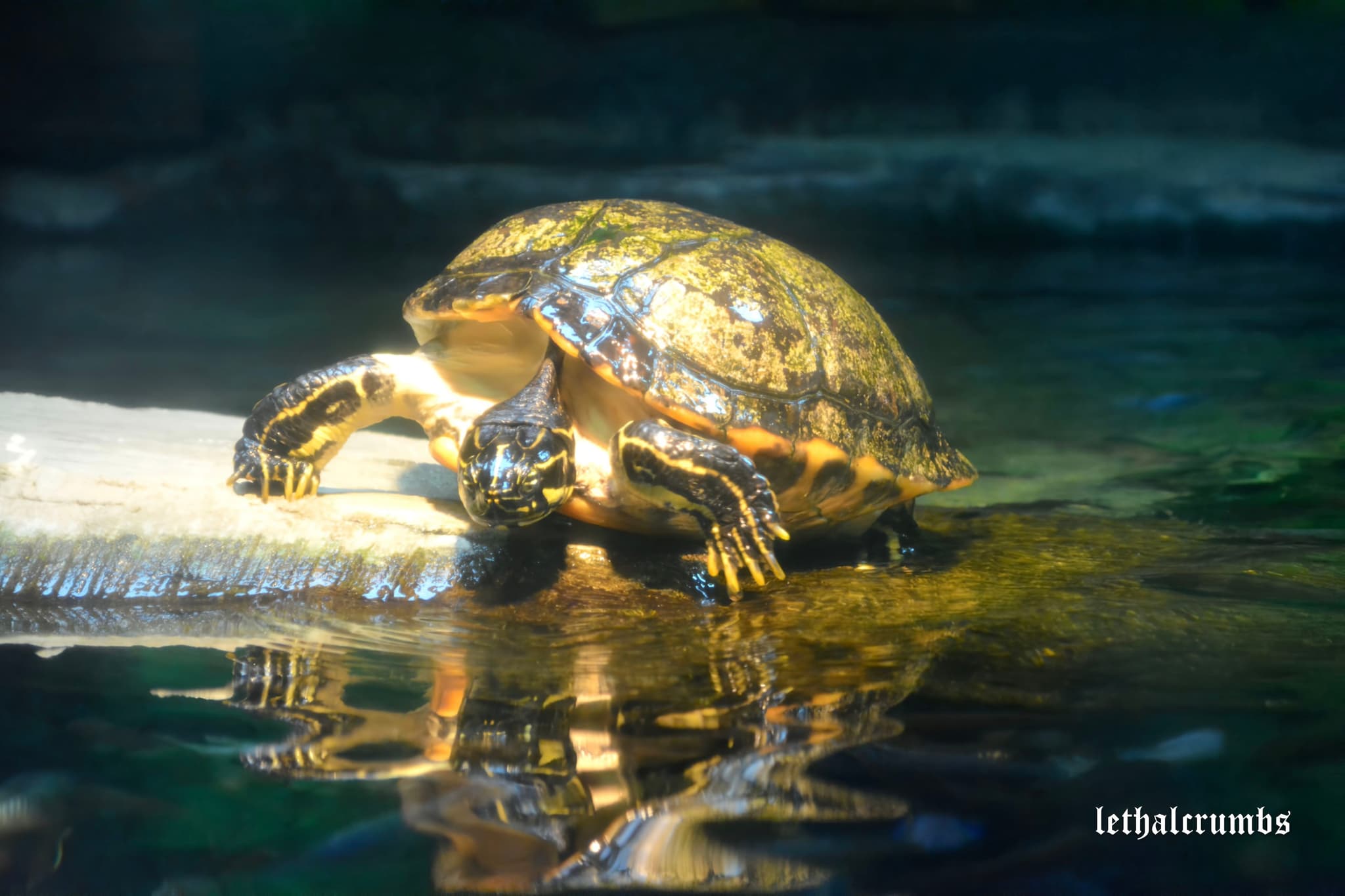 Sea Life London | Turtle