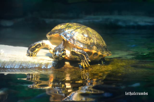 Sea Life London | Turtle
