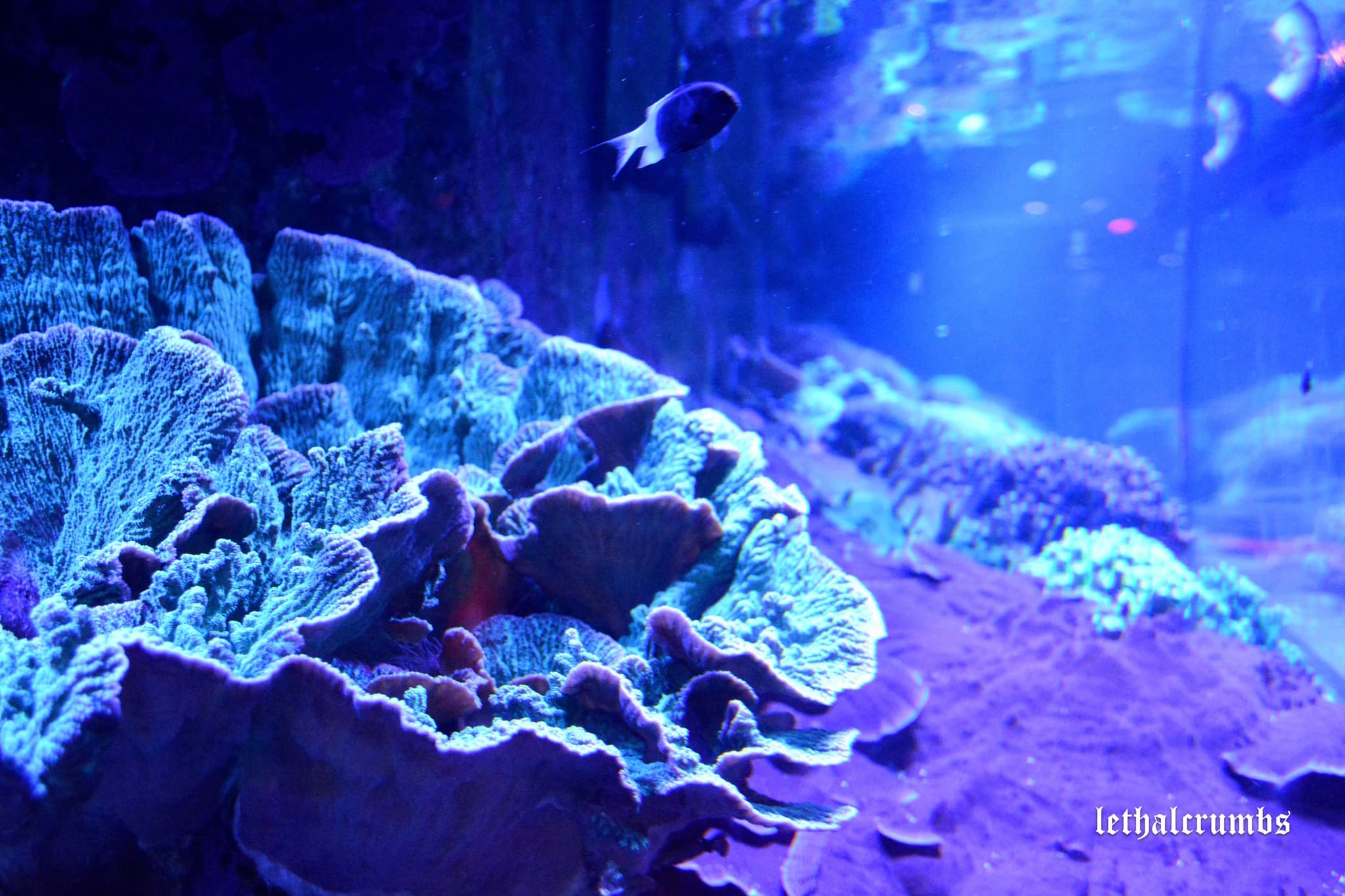 Sea Life London | Coral