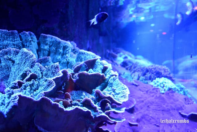 Sea Life London | Coral