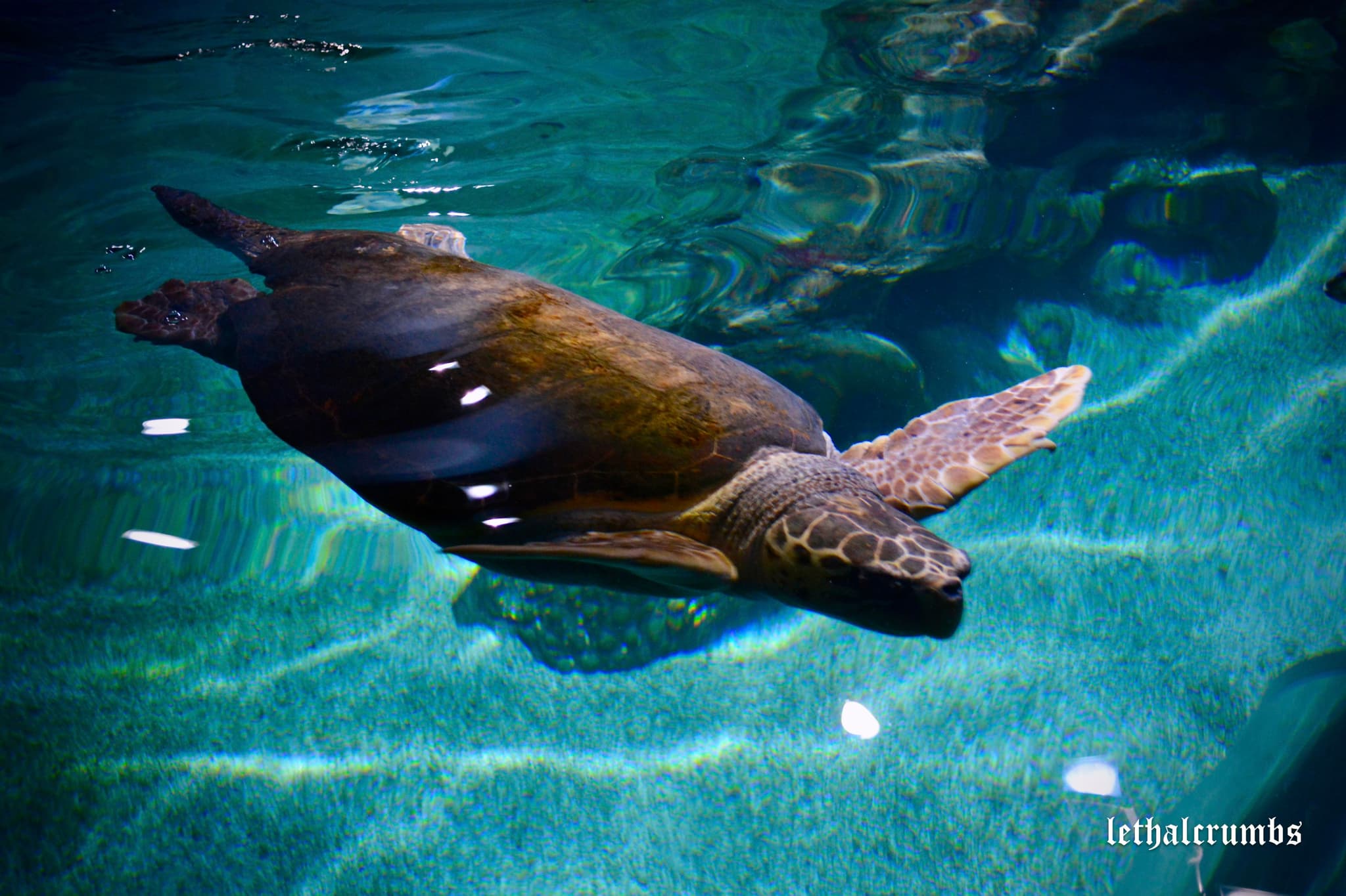 Newquay Aquarium | Turtle