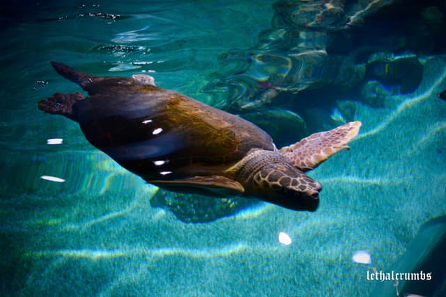 Newquay Aquarium | Turtle