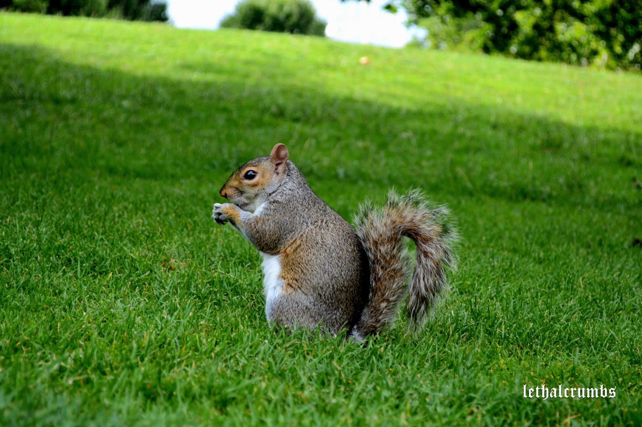 London | Squirrel