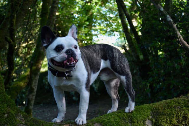 Image depicts an animal portrait captured outdoors. The subject, a canine, is positioned on a moss-covered rock, which serves as natural terrain. The foreground and background consist of assorted green foliage, indicating a forest or woodland environment. Lighting is natural, with evidence of filtered sunlight creating varying light and shadow areas across the scene and the subject.