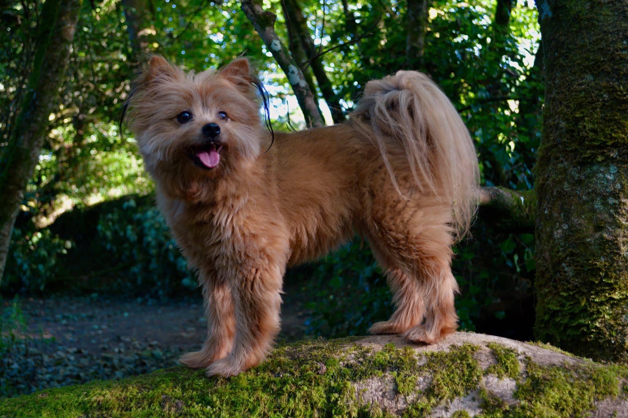 Image depicts an animal portrait captured outdoors. The subject, a canine, is positioned on a moss-covered rock, which serves as natural terrain. The foreground and background consist of assorted green foliage, indicating a forest or woodland environment. Lighting is natural, with evidence of filtered sunlight creating varying light and shadow areas across the scene and the subject.
